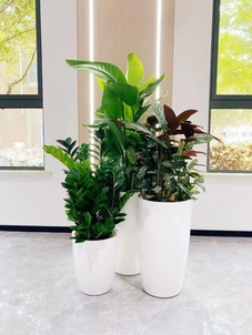 探寻宁波慈溪绿植出租价格，让你的办公环境绿意盎然！